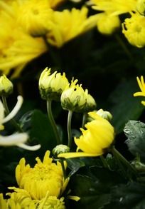 ���ŵ�С�ƾջ���