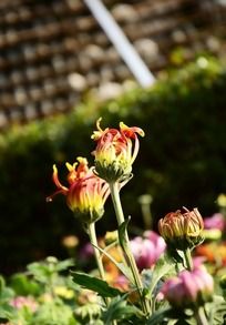 ���������ĵľջ�����