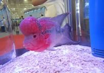 �����ȴ���