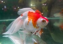 Ư���Ľ���