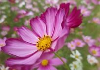 ��ɣ������