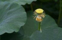 ��Ҷ������