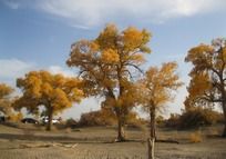 ������ �������