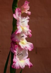 һ����ɫ�Ľ���