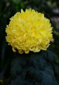 ��ɫ���˵ľջ�