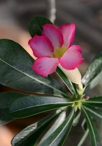 ������ɳĮõ��