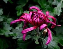 ���޵��Ϻ�ɫ�ջ�