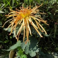 ʢ���Ļƺ�ɫ�ջ�