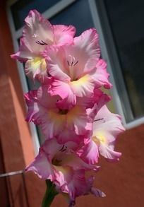 ���޵ķ�ɫ����