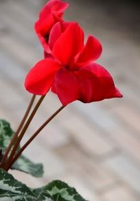 ���޷��ɻ�