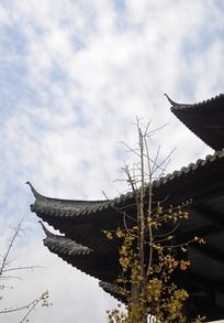 �������Ľ�ɫҶ��