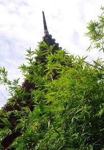 ���ֺ�ĹŽ���