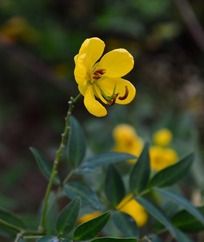 ��ɫ˫������