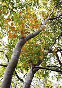 ������������Ҷ��ʼ������ľ