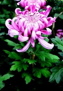 ��ɫ���޵ľջ�