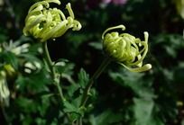 �������ŵ���ɫ�ջ�