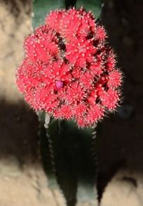 ��ɫ��������