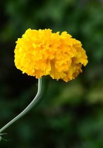 ��ɫ�����پ�