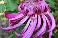 ���۵ķ�ɫ�ջ�