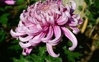 ˮ����ķ�ɫ�ջ�