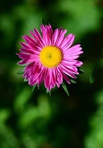 ���ŵķ�ɫ���޾�