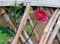 �����ǰ�ľջ�