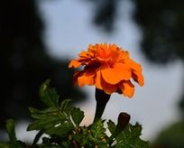 ��ɫ��ȸ��