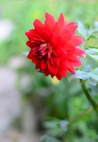 �ߴ�ͦ�εĺ�ɫ������