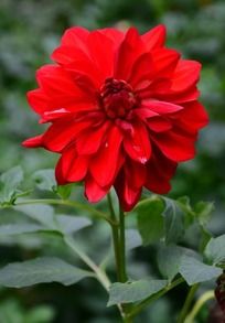 ��ɫ������