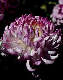 ���������ľջ�