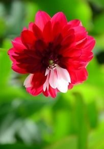 ���޵ĺ�ɫ������