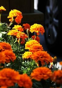 ��Ӳӵ�Ұ�ջ�