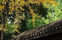 ���ܺ�����Ҷ