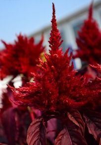 �޺�Ļ�漦��