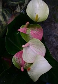 һ��ʢ����һ����˳