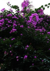 ��ɫ����Ҷ÷