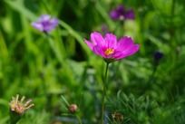 ��ɫ��ɣ��