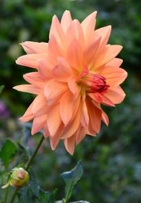 ��ɫ�Ĵ�����