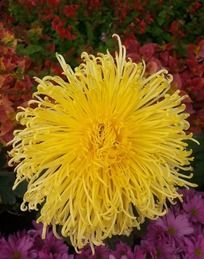 ��ɫ���񻨾�