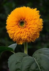 ��ɫ���پ�