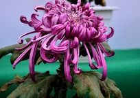 ö��ɫ�߰��ľջ�