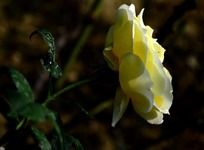 �����ĵ���ɫ�¼���