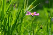 �����ĸ�ɣ��