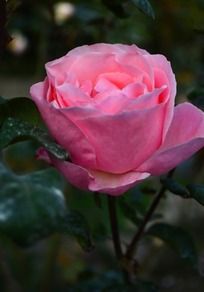 Ư����ɫ�Ļ���