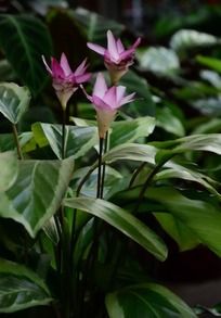 �������ŵ�ɳĮõ��