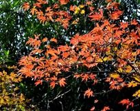 �����ķ�Ҷ