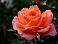 ������˫���¼���