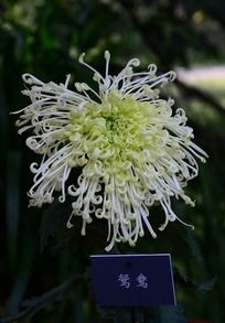 ���޵�ԧ��