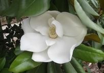 ���ŵİ�ɫ����