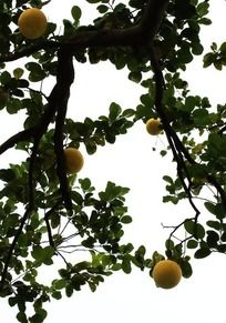 ��԰����